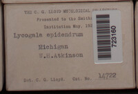 Lycogala epidendrum image